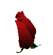 blooming rose.gif (35103 bytes)